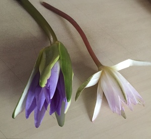 100% Meilleure vente en vrac de fleurs fraîches de Nymphaea Caerulea - Product Image 1