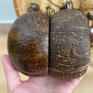 Portavelas de cáscara de coco DIY PREMIUM AL MEJOR PRECIO AL POR MAYOR/ PORTA VELAS DE CÁSCARA DE COCO SEGUROS Y RESISTENTES AL AGUA EN VIETNAM - Product Image 6
