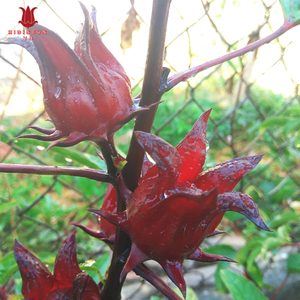 Fleurs d'hibiscus séchées de qualité alimentaire pour la décoration culinaire, pétales de roselle séchés naturels, colorant alimentaire, approvisionnement en vrac, haute qualité - Product Image 6