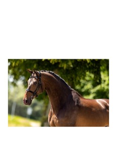 Brida de Cuero Argentino de Alta Calidad Hecha a Mano, Cómoda, Duradera, Colorida, con Patrón de Polo Tejido a Mano para Caballos - Product Image 3