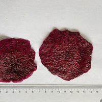 Gedroogde Zure Drakenvrucht Schijfjes Klein 0,5kg Roze Natuurlijke FD Snack Bulkverpakking (MS ELLY-WA +84 829 526 179)