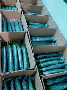 Feuilles de Dong vietnamiennes IQF surgelées, non-OGM - Feuilles en vrac de haute qualité pour plats asiatiques traditionnels et gâteaux - Prix bas - Product Image 5