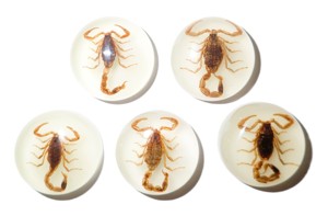 Scorpion doré, spécimen réel, cabochon en plastique rond 25x25 mm, fond plat, pour artisanat et fabrication de bijoux - Product Image 4