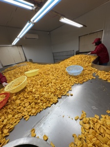 Chips de Jaca Secos y Fritos al Vacío de Vietnam, Dulces y Crujientes, Snack Tropical en Rodajas, Proveedor Mayorista a Granel - Product Image 5