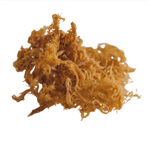 Mejor Precio de Fábrica, Musgo Marino Dorado Crudo, Algas Secas de Origen Natural, Suministro a Granel, Bolsa con Cierre de 100g, Hecho en Vietnam, Mejor Precio - Product Image 2