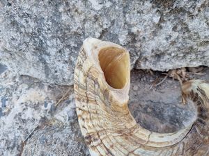 Shofar en corne de bélier Kudu, shofar en corne de bélier poli, shofar artisanal naturel, instrument en corne de bélier, shofar en corne de Kudu, shofar juif - Product Image 2