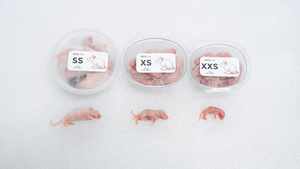 หนูแช่แข็ง XS 3-4 กรัม อาหารงูคุณภาพสูง โปรตีนสูง อาหารหนูสัตว์ฟันแทะ ขายส่งจำนวนมาก ปราศจากซัลโมเนลลา โภชนาการเสริมด้วยสารชีวภาพ - Product Image 4