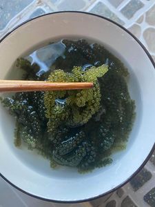 Uvas de Mar Frescas Premium, Caviar Verde, Suministro a Granel, Ingredientes de Algas Marinas Naturales de Vietnam para Ensaladas, Sushi y Platos de Mariscos - Product Image 3