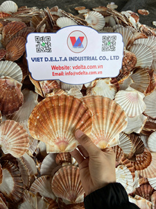 Coquillages naturels pour l'artisanat, la décoration et les cadeaux |   100% Naturel Origine Vietnam |   Coquilles entières 5–6 cm et 11–15 cm - Product Image 5