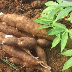 Hojas de mandioca congeladas de alta calidad de Vietnam disponibles para compra a granel a precios competitivos - Product Image 5