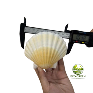 Grand bol de service en coquille Saint-Jacques Tidal Charm, style plage naturel, pour décoration artistique DIY, mariage, aquarium, Vietnam - Product Image 3