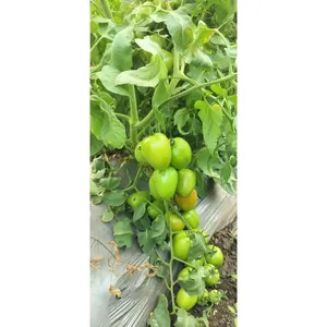Graines de tomates cerises hybrides Sagar SHIVAM <span class=keywords><strong>F1</strong></span>, rendement élevé, rouge brillant, fruits uniformes, tomates fraîches - Product Image 1