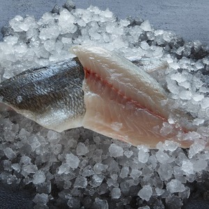 ปลาหนังทะเลแช่แข็งคุณภาพพรีเมียมจาก Bulk Marine Seafood Supply ทำความสะอาดอย่างดี บรรจุเป็นชิ้นทั้งตัว สำหรับผู้นำเข้าขายส่ง - Product Image 6
