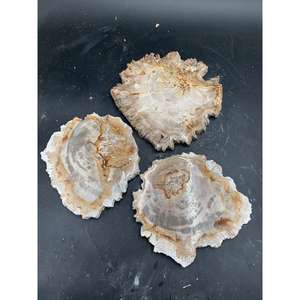 Tranche de bois pétrifié naturel indonésien 50x45x2 cm Bois poli pour étagères murales Décoration intérieure Affichage - Product Image 2