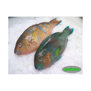 Poisson perroquet congelé à prix avantageux, sélection de poissons de qualité supérieure, offert en gros et en vrac - Product Image 3