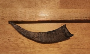 Goat Polished Horn Natural Finished Eco-Friendly Rustic Halloween New High Quality for Decoration & Craft - Product Image 5