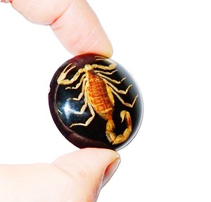 Escorpión Dorado, Espécimen Real, Cabujón de Plástico Redondo de 38x38 mm, Base Plana Negra para Manualidades y Joyería - Product Image 3