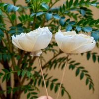 BUNGA KAYU SOLA VADEE SOLA WOOD FLOWER Buatan Tangan Ramah Lingkungan Klasik Bunga Peony Kayu Sola 8,5 CM Batang Serat Tanaman Sesbania Thailand
