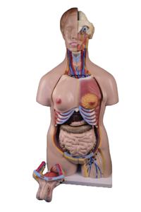 Science Educational Medical Science 85cm Bisexual Human Torso 40 Parts Human Anatomy Torso <b>Model</b> Affordable at Low Price - Product Image 4
