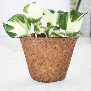 Macetas de fibra de coco para flores y plantas, accesorios de jardín al precio más bajo, macetas naturales de fibra de cáscara de coco. - Product Image 5