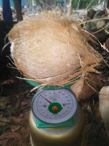 Noix de coco semi-décortiquées matures naturelles de qualité supérieure 100% du Vietnam pulpe fraîche à longue durée de conservation pour les acheteurs en gros mondiaux - Product Image 4