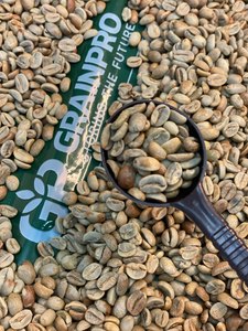 Granos de café verde Robusta Arábica Premium Coffee Beans-Embalaje a granel - Product Image 4