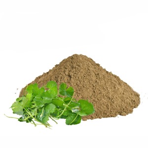 Poudre de feuilles de Brahmi de qualité supérieure, 100 % naturelle, poudre d'herbe de Bacopa Monnieri pour le bien-être quotidien, la concentration et le soutien de la concentration - Product Image 3
