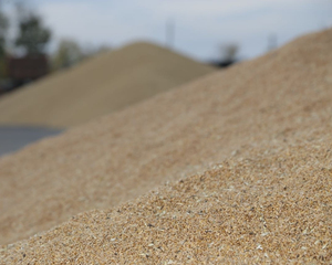 Livraison rapide, qualité supérieure, grains de blé tendre et grains de blé dur, orge pour la vente en gros - Product Image 5