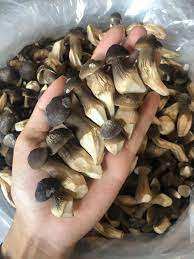 Apodado el "hongo Rey" SETA DE TERMITA NEGRA CULTIVADA SETA DE TERMITA seca al mejor precio Akina - Product Image 3