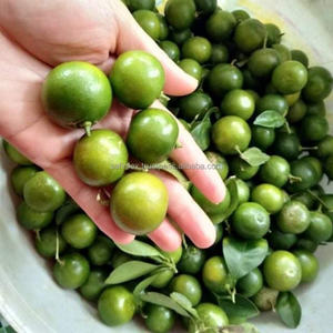 MEILLEUR VENDEUR FRUIT KUMQUAT VERT FRAIS DU VIETNAM - Product Image 2