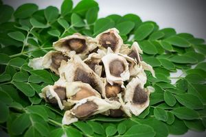 Edible Black Moringa Oleifera Seeds for Health Care - Product Image 3