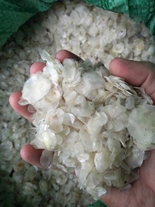 เกล็ดปลา ผลิตภัณฑ์ส่งออกยอดนิยม วัตถุดิบทางทะเลธรรมชาติ เวียดนาม - Product Image 3