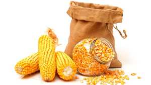 Granos de Maíz Amarillo Premium a Granel para Alimentación Animal y Procesamiento de Alimentos, Sin GMO, Alta Calidad, Disponible en Empaques a Granel - Product Image 4