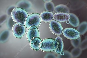 Engrais Biologique IGC Saccharomyces Cerevisiae de Haute Qualité, Poudre 100% Pure, Libération Contrôlée Maharashtra pour le Sol - Product Image 3