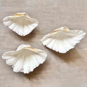 Conchas de almeja grandes en venta a bajo costo, conchas marinas naturales, suministro directo desde Vietnam - Product Image 4