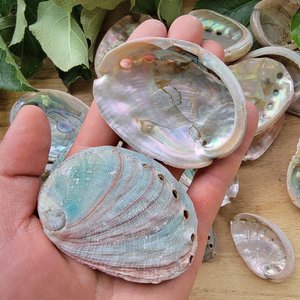 Seashell for home decor sage burning <b>abalone</b> <b>shell</b> large mini sea <b>shells</b> wholesale manufacturer - Product Image 4