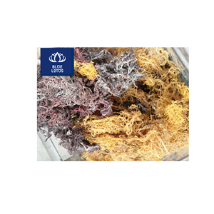 Disponible : Algues Marines Séchées Écologiques, Sûres et Propres, Idéales pour la Fabrication de Gels et l'Épaississement des Aliments – Prix Direct Usine - Product Image 1