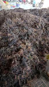 Wild Harvested Ninh Thuan Purple <b>Sea</b> <b>Moss</b>-100% <b>Sea</b> <b>Moss</b> Dried 99 Gold Data Brand for Health - Product Image 5