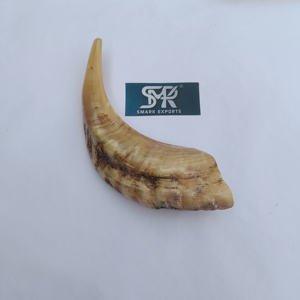 Shofar de Cuerno de Carnero Natural, Hecho a Mano, Pulido, Ecológico, Instrumento Ritual Judío de Alta Calidad para la Oración y Ceremonia de Rosh Hashaná - Product Image 1