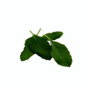 Hojas de Albahaca India de Primera Calidad de Nueva Temporada para Mercados Globales de Hierbas, Ingredientes Culinarios Aromáticos para Compradores Mayoristas - Product Image 4