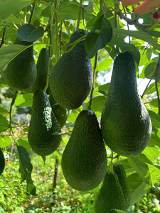 Puré de Aguacate Congelado, Suministro Directo de Fábrica para Servicios de Alimentos Saludables y Uso en Panaderías - Product Image 3
