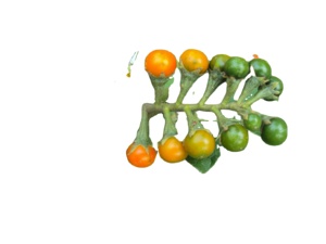Venta Directa Tailandia: Extracto Herbal Ma-Waeng de la Marca KMP, Pastillas con Sabor a Ciruela Silvestre, Alimento Saludable de Alta Calidad - Product Image 2