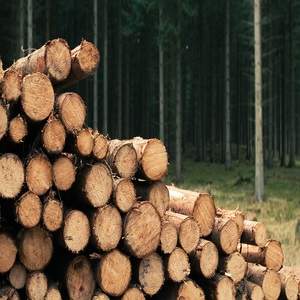 Troncos de Madera al por Mayor, Entrega Rápida, Origen Francés, Alta Calidad, 24 Meses de Vida Útil, Mejor Precio Bajo - Product Image 3
