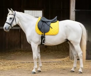Full Size Eco-Friendly Customizable Cotton Saddle Pad for Horse Riding-Comfortable <b>Glitter</b> Design with OEM Service - Product Image 4
