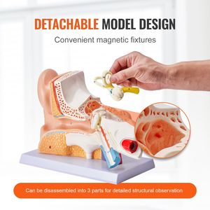 Modelo Anatómico Profesional del Oído Humano de 3 Partes, Ampliado 5 Veces, para Exhibición Escolar del Oído Externo, Medio e Interno - Product Image 4