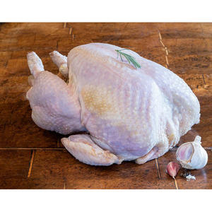 ไก่งวงทั้งตัวแช่แข็งคุณภาพพรีเมียมสำหรับผู้ส่งออกและผู้ค้าส่งเนื้อสัตว์ - Product Image 4