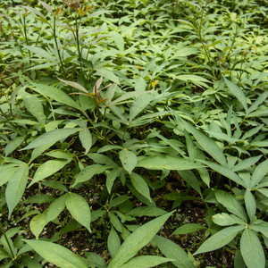 Hojas de Camote Congeladas de Alta Calidad |   PARA SERVICIOS DE ALIMENTACIÓN Y RESTAURANTES/ SRA. ALINA - Product Image 2
