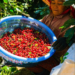 PROVEEDOR VIETNAMITA de Granos de Café Arábica Crudos - Grado 3 - Precio Mayorista Más Bajo - Empaque a Granel - Muestra Gratis y MOQ Bajo - Product Image 1