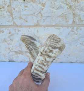 Shofar en corne de bélier naturelle, très demandé, pour la musique et les usages religieux, taille personnalisée, shofar casher, corne de Kudu d'Israël polie - Product Image 3