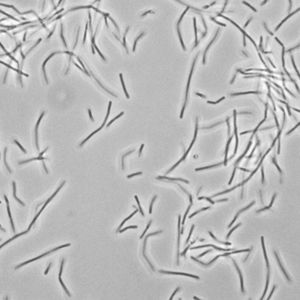 ไบโอ มานน่า ปุ๋ยน้ำชีวภาพ ออร์แกนิค สำหรับการเกษตร NPK |   ปรับปรุงความอุดมสมบูรณ์ของดิน |   เพิ่มผลผลิตขึ้น 25% |   คุณภาพสูง - Product Image 3